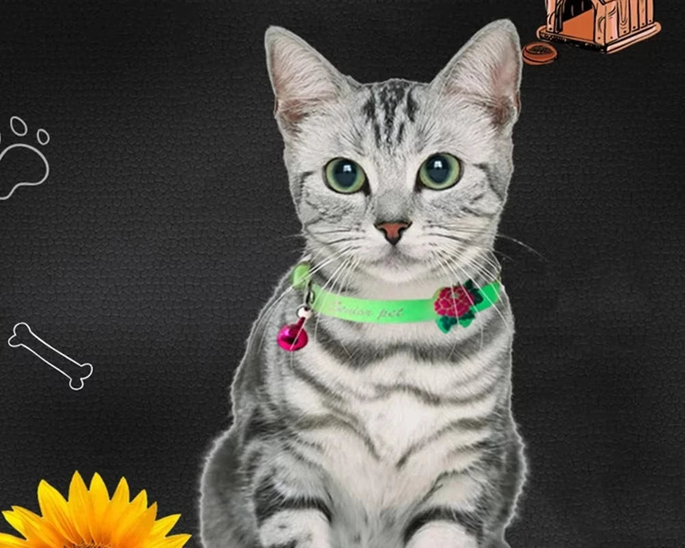 Collier lumineux pour chat